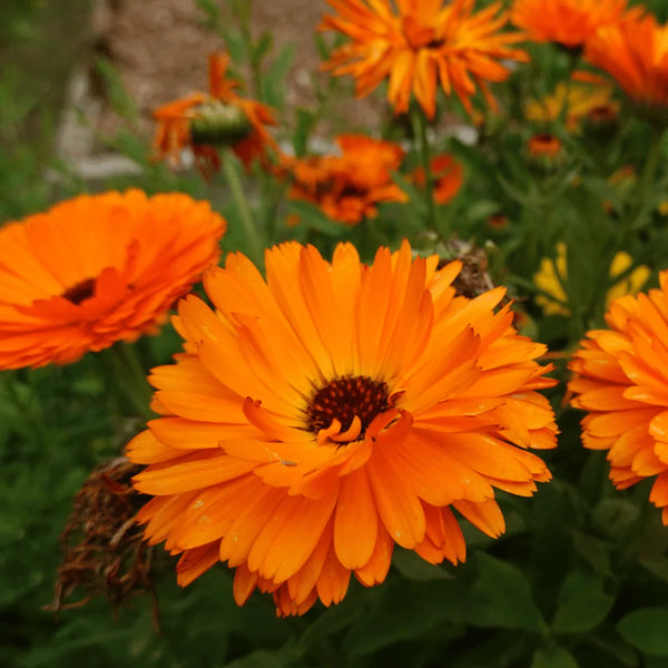 Calendula Flowers
