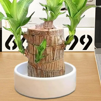 LuckyWood Tray™