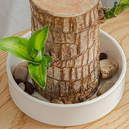 LuckyWood Tray™