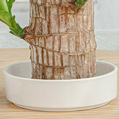 LuckyWood Tray™