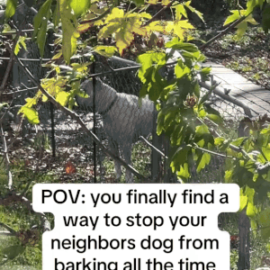 BarkGuard™ Pro