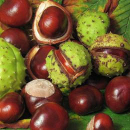Horse Chestnut
