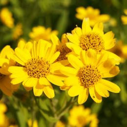 Arnica Flowers